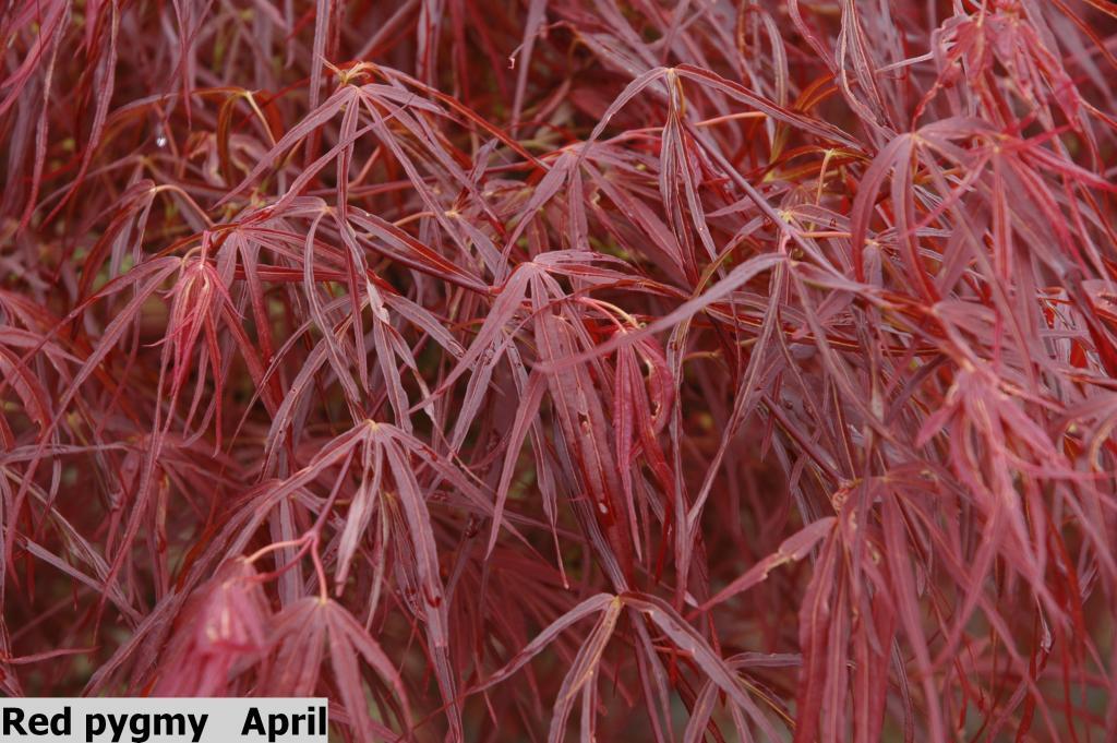 Acer palmatum 'Red Pygmy'