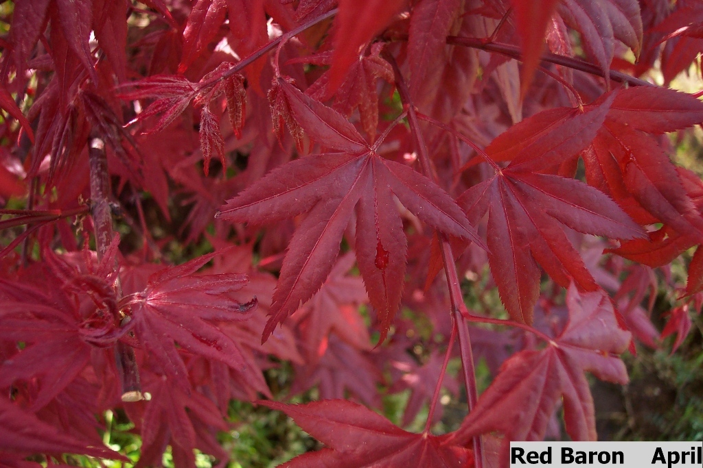 Acer palmatum 'Red Baron'