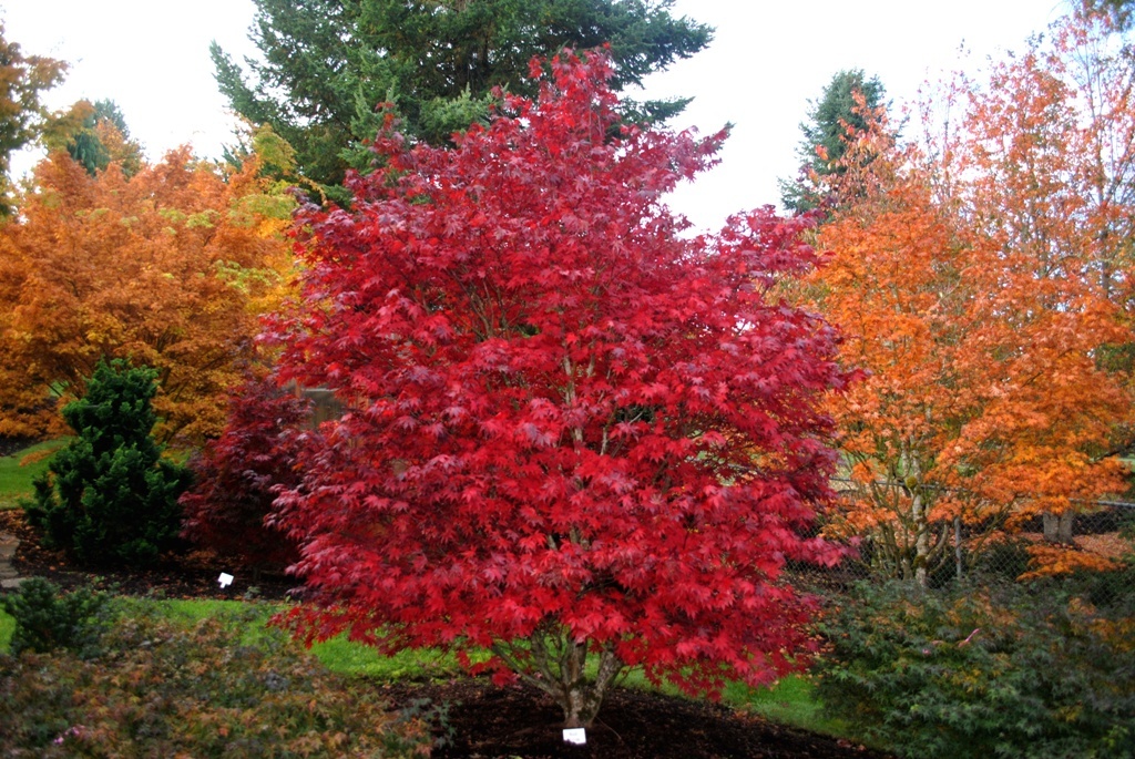 Acer palmatum 'Red Baron'