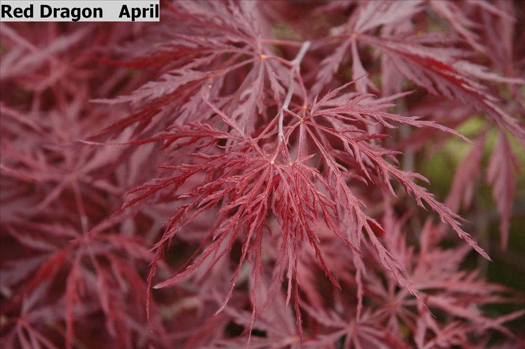 Acer palmatum var. dissectum 'Red Dragon'