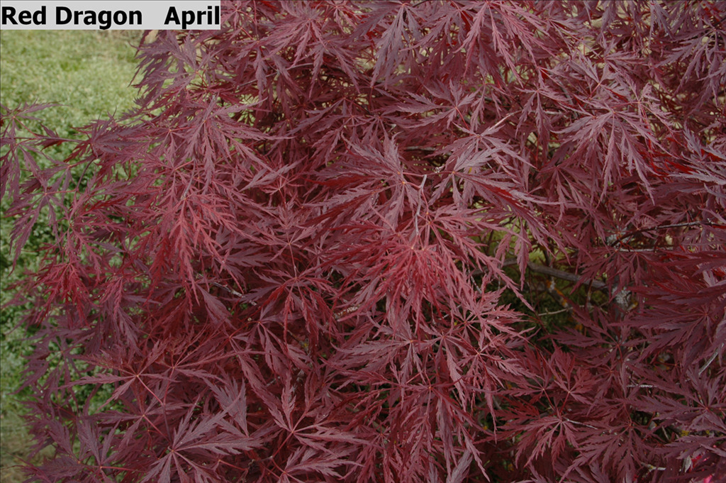 Acer palmatum var. dissectum 'Red Dragon'