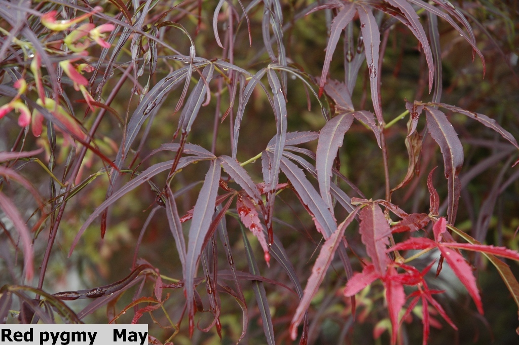 Acer palmatum 'Red Pygmy'