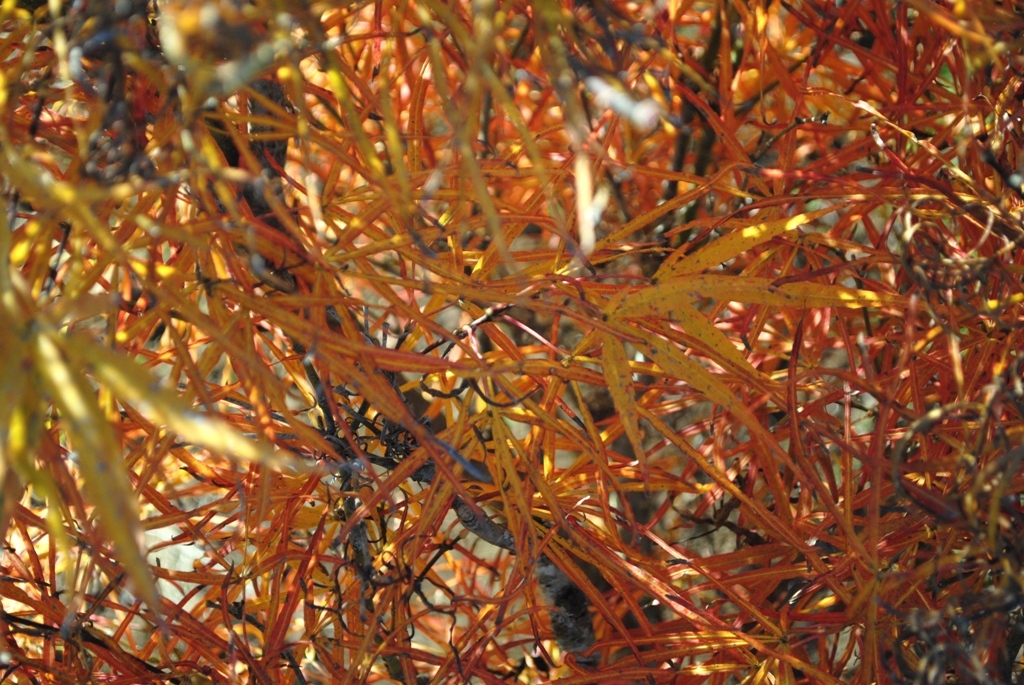 Acer palmatum 'Red Pygmy'