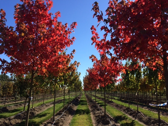 Redpointe® Red Maple (A. rubrum 'Frank Jr.' PP16769)