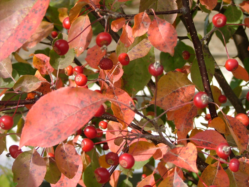 Malus 'Rejzam'