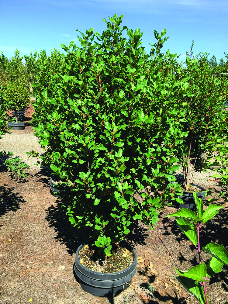 Rhamnus frangula 'Columnaris'