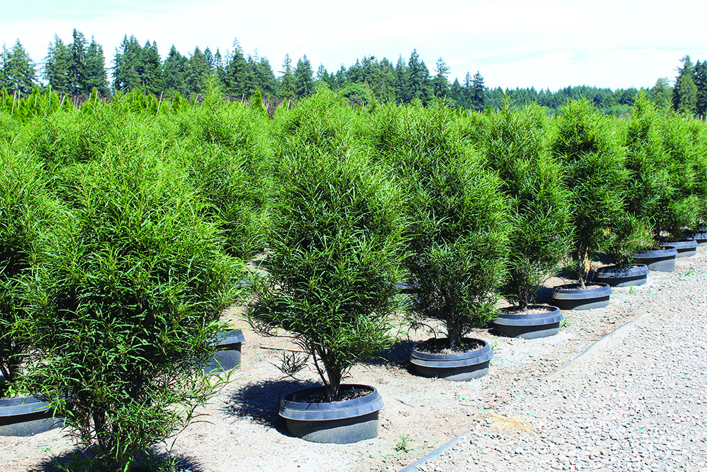 Rhamnus frangula 'Ron Williams' PP14791