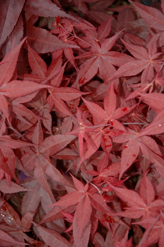 Acer palmatum 'Rhode Island Red'