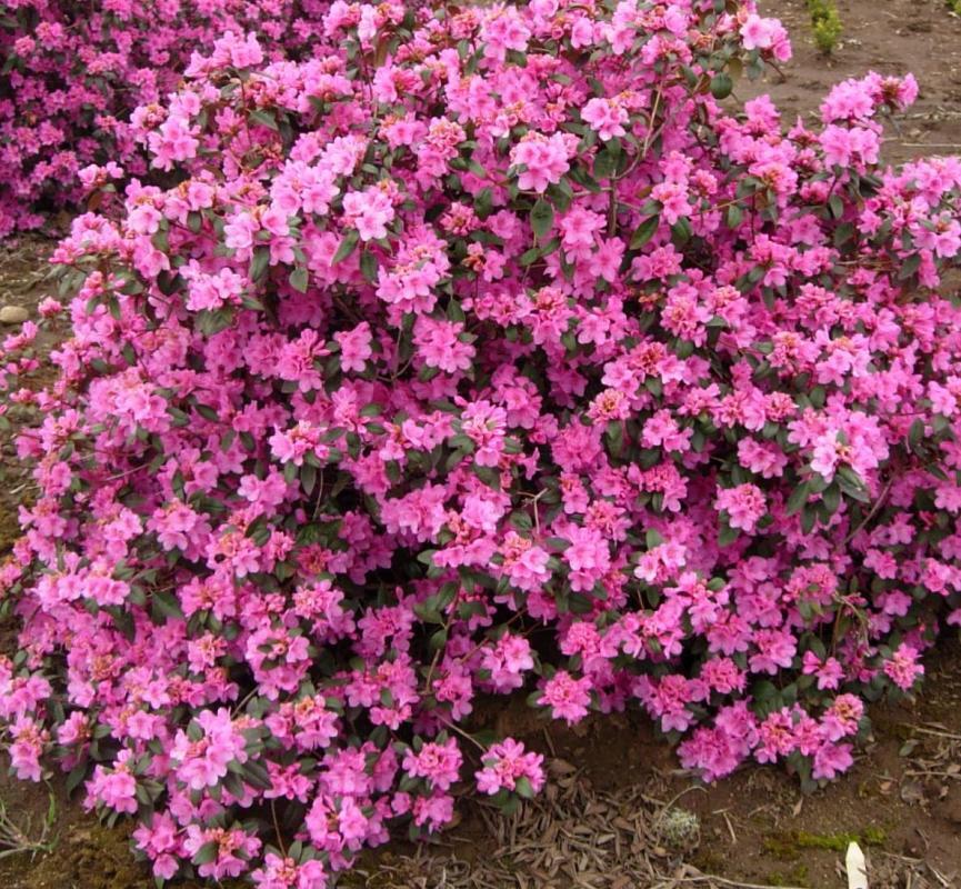 Rhododendron 'Aglo Weston'