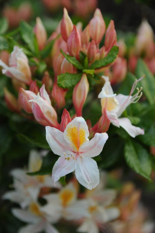 Rhododendron occidentale