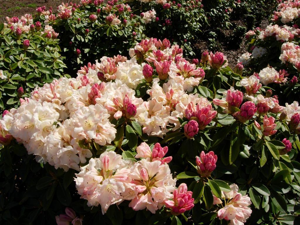 Rhododendron Unique