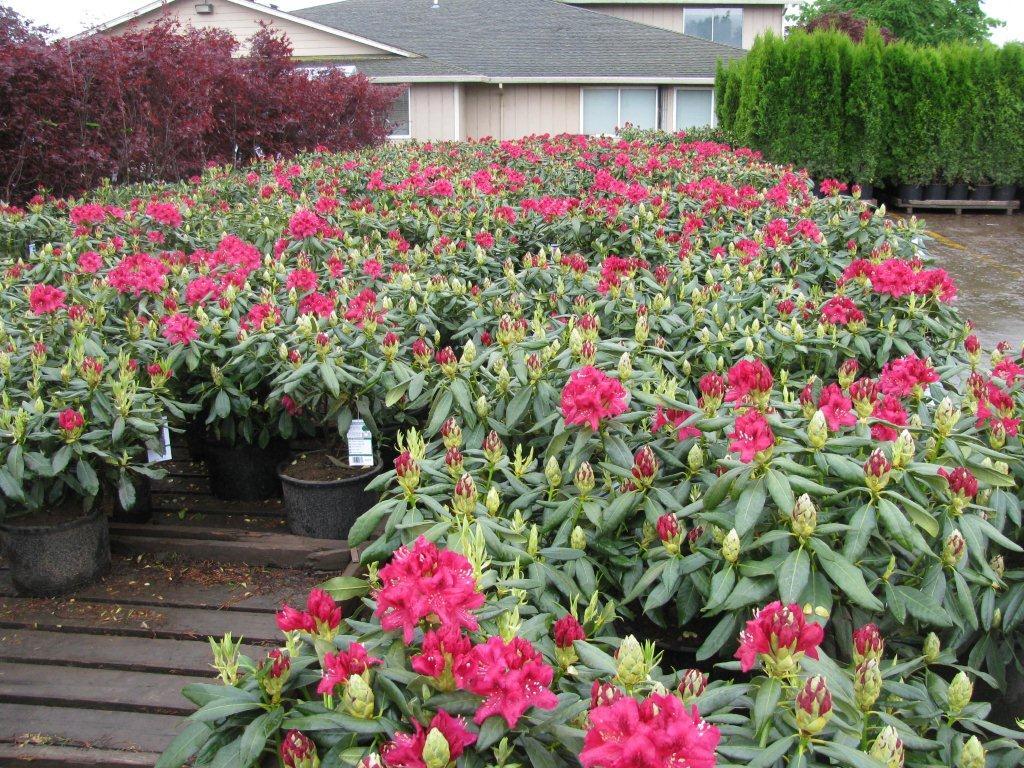 Rhododendron Large Leaf H1 (Hardy to -25 F.)