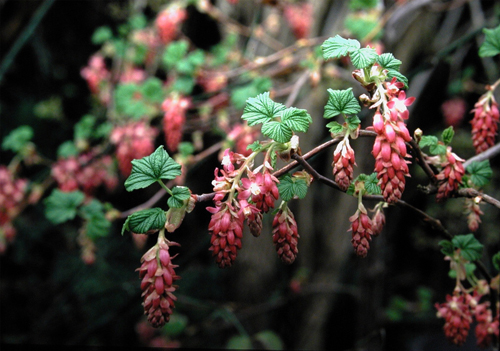 Ribes sanguineum 'King Edward VII'