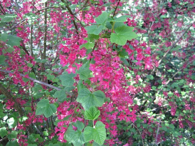 Ribes sanguineum