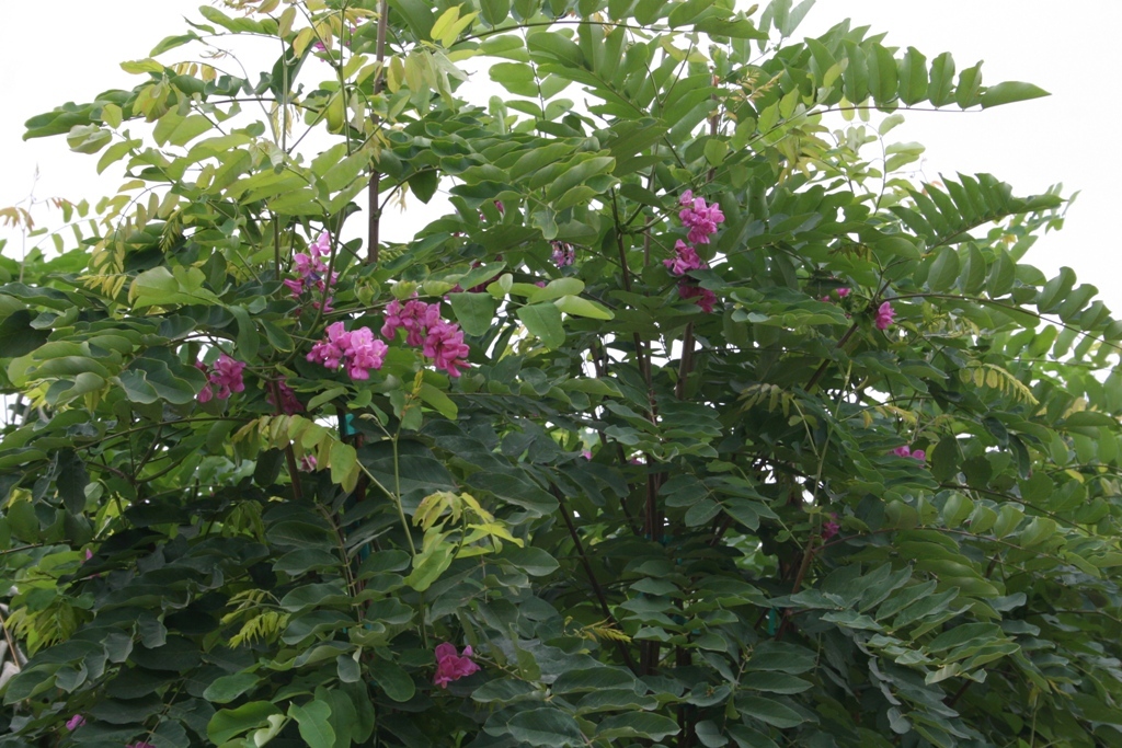 Robinia pseudoacacia 'Purple Robe'