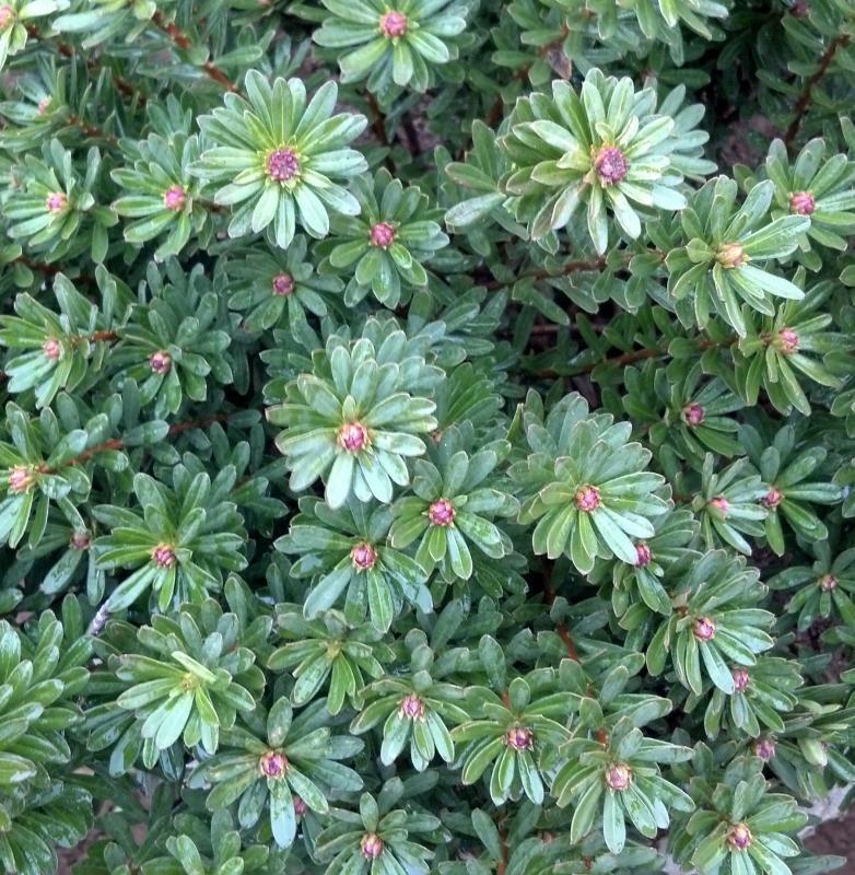 Rock Daphne Daphne cneorum