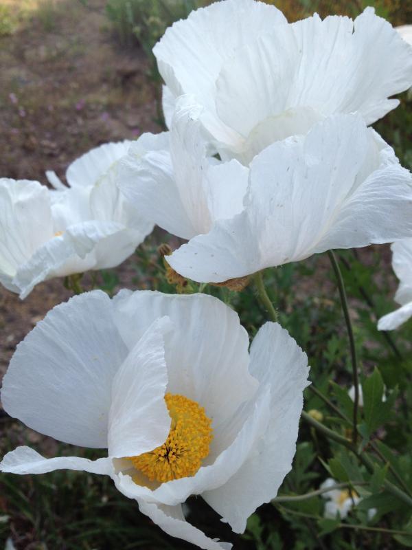 Romneya coulteri