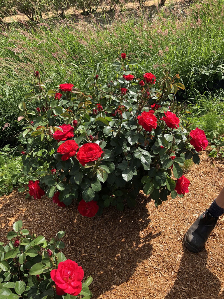 Cinnamon Hearts™ Rose