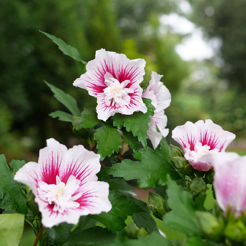 Hibiscus syriacus 'Rwoods6' (Starblast Chiffon™ Rose of Sharon)