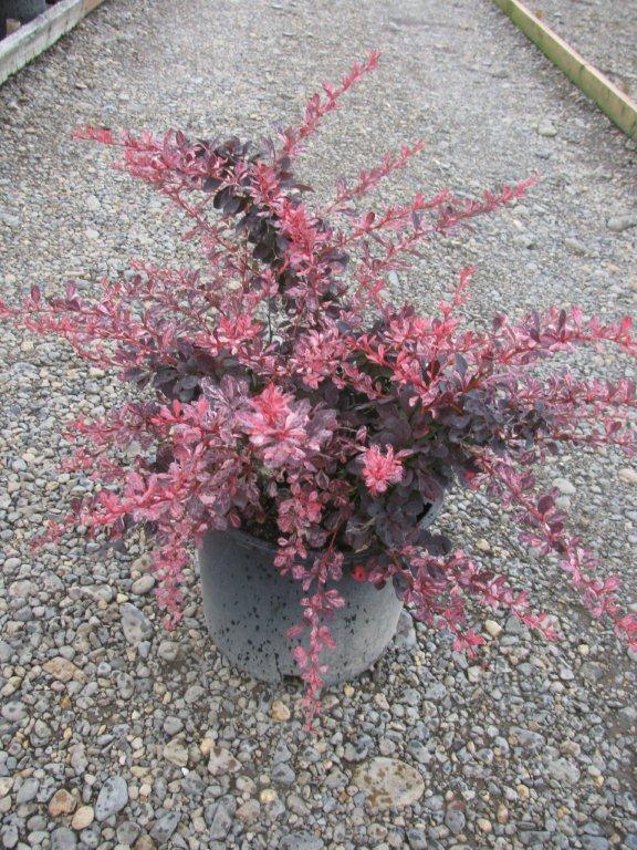 Berberis thunbergii var. atropurpurea 'Rose Glow'