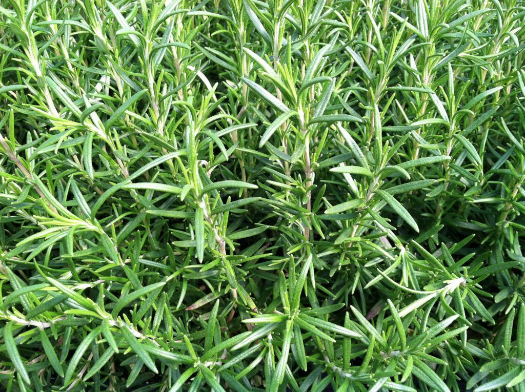 Rosmarinus 'Tuscan Blue'