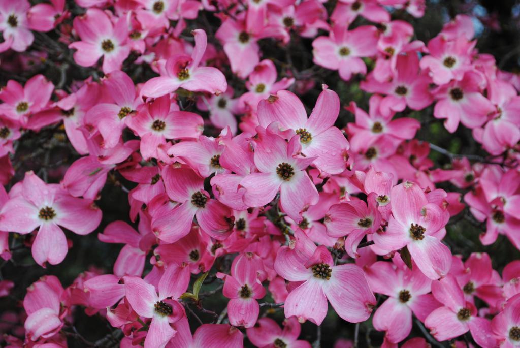 Cornus florida 'Rubra'