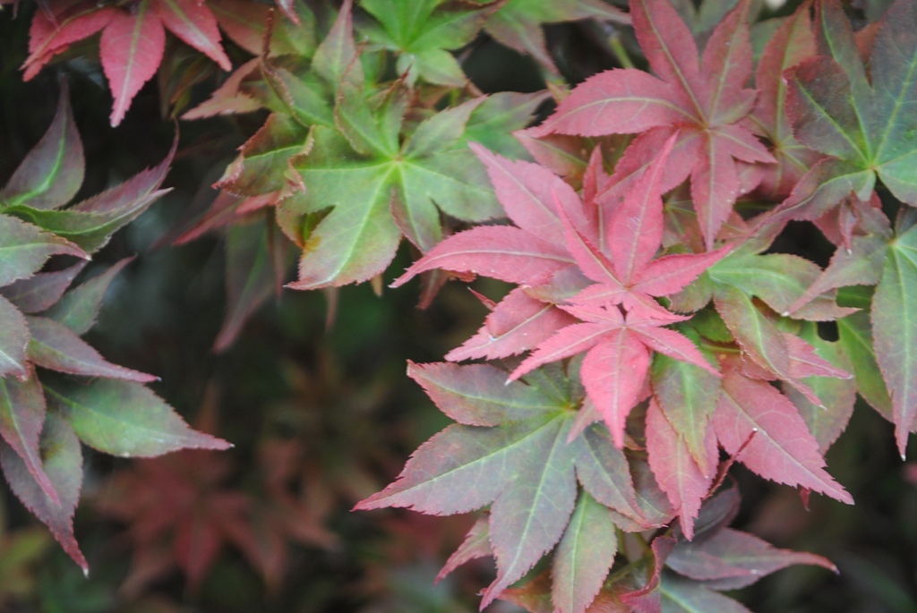 Acer palmatum 'Ruby Stars'