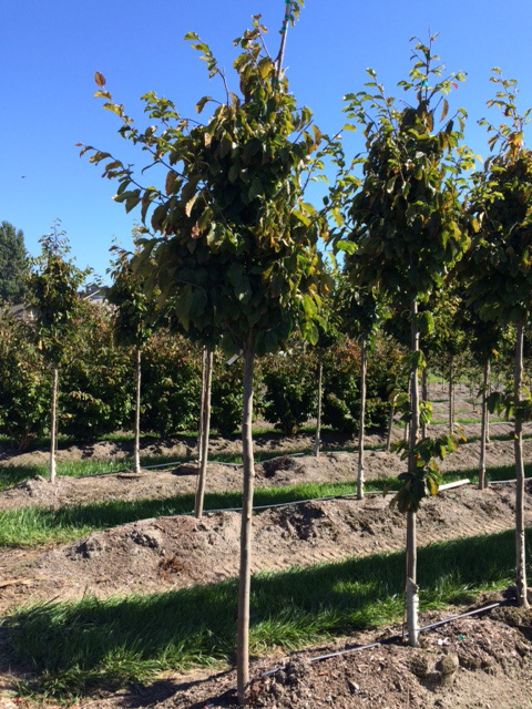Parrotia persica 'Ruby Vase'