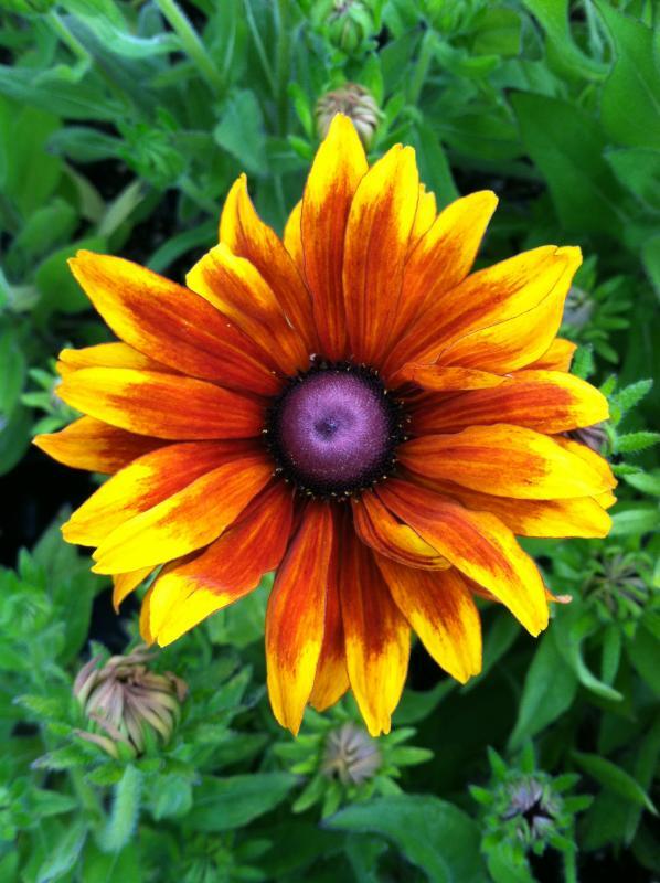 Rudbeckia hirta 'Moreno'