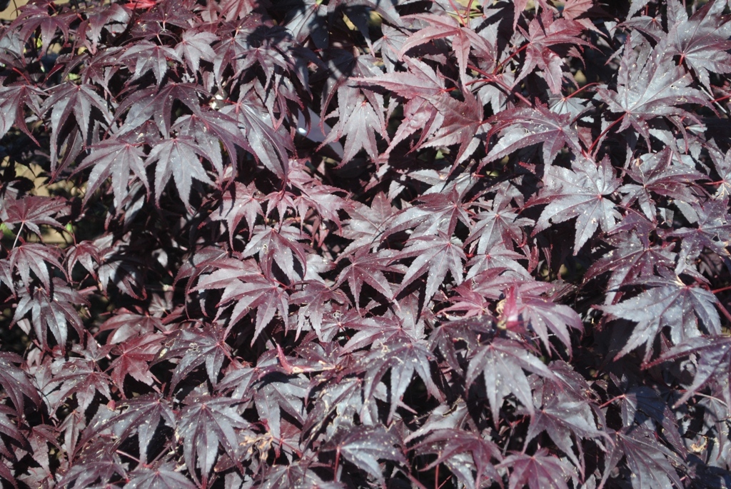 Acer palmatum 'Ruth's Red'