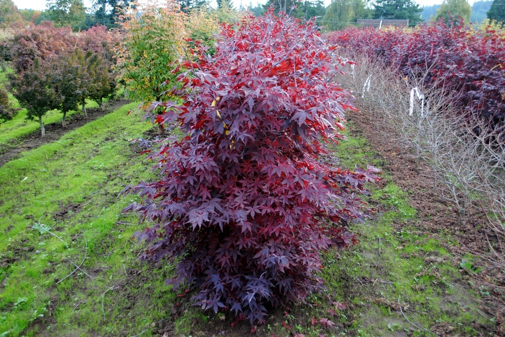 Acer palmatum 'Ruth's Red'