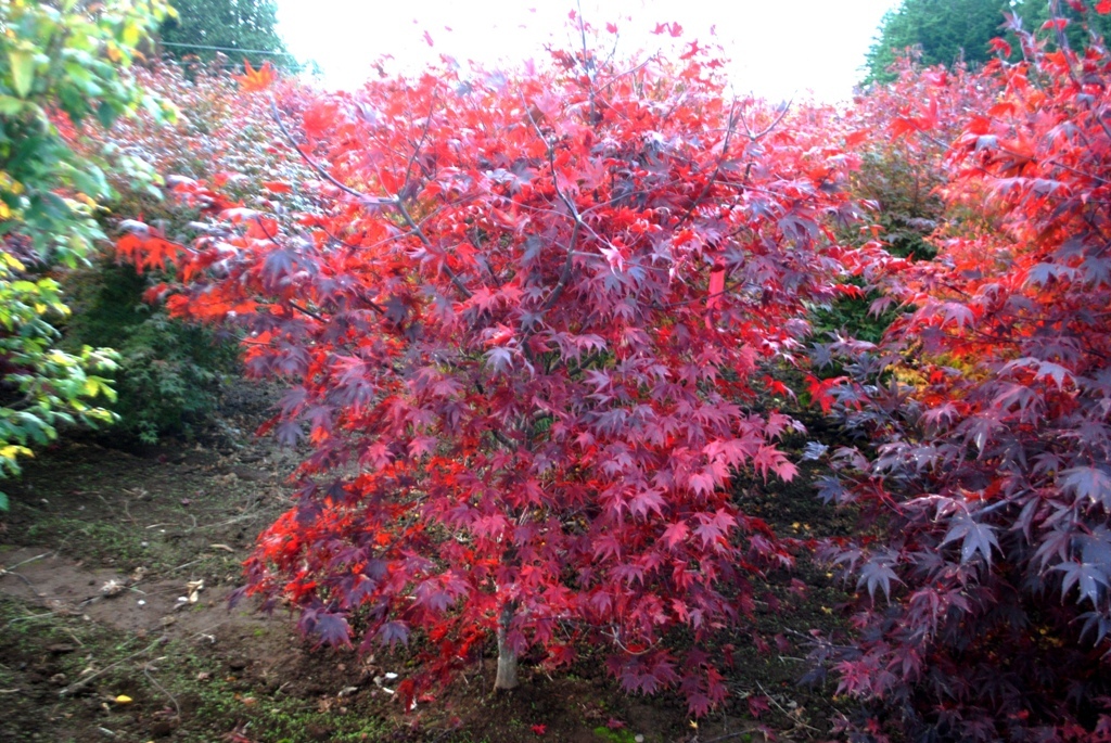Acer palmatum 'Ruth's Red'