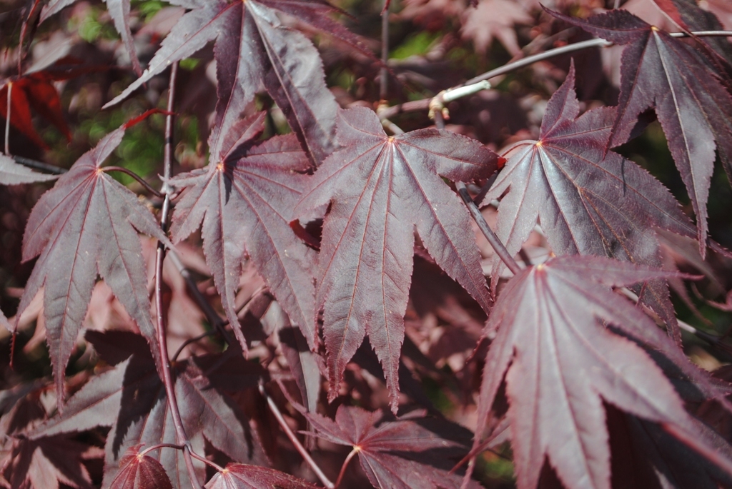 Acer palmatum 'Ruth's Red'