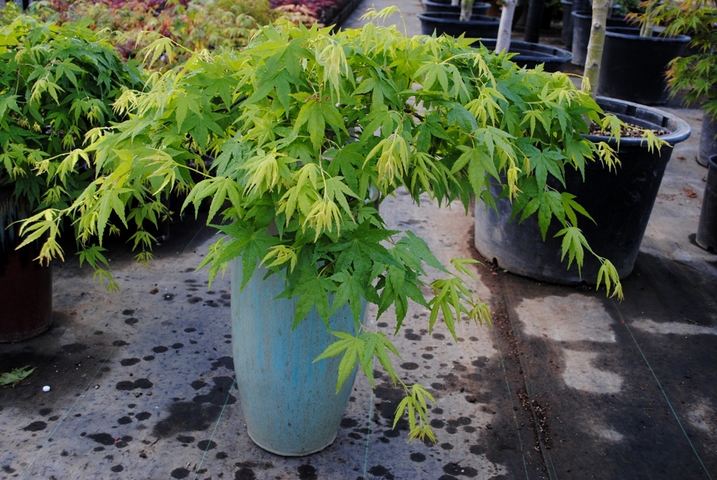 Acer palmatum 'Ryusen' PP18501