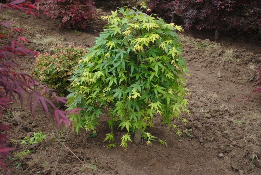 Acer palmatum 'Ryusen' PP18501