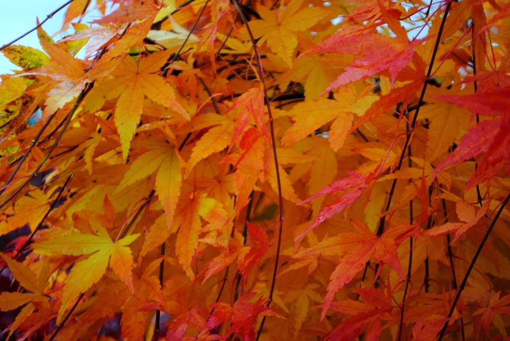 Acer palmatum 'Ryusen' PP18501