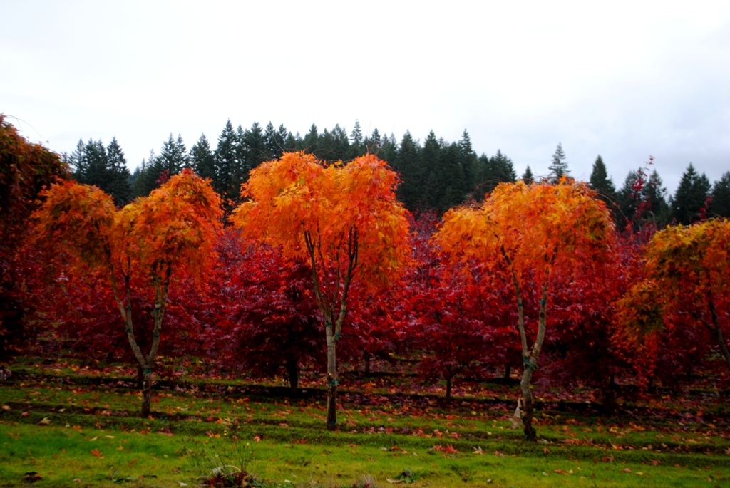 Acer palmatum 'Ryusen' PP18501
