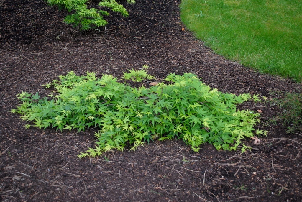Acer palmatum 'Ryusen' PP18501