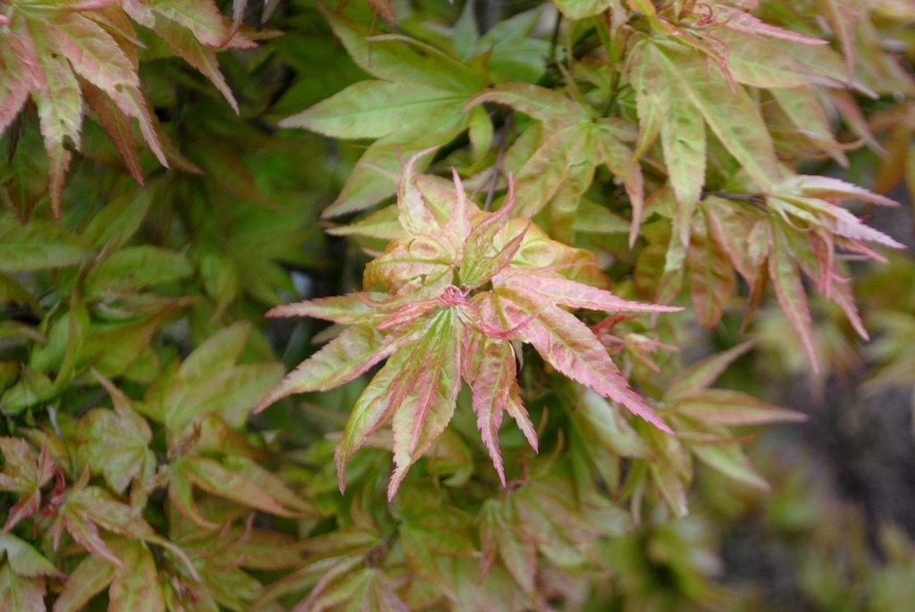 Acer palmatum 'Ryuzu'