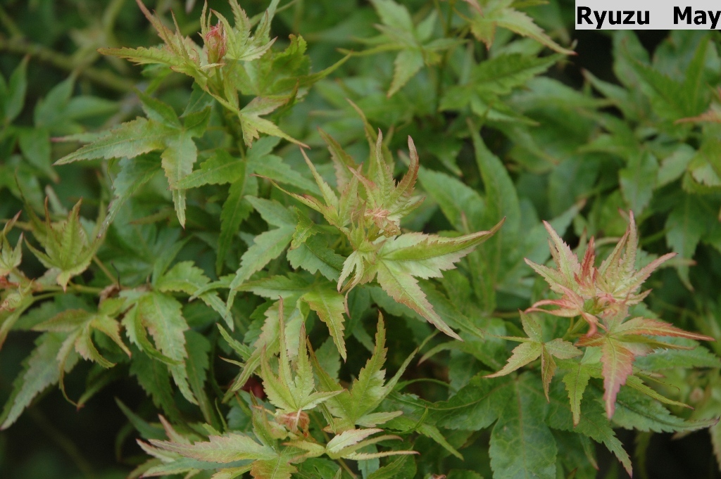 Acer palmatum 'Ryuzu'