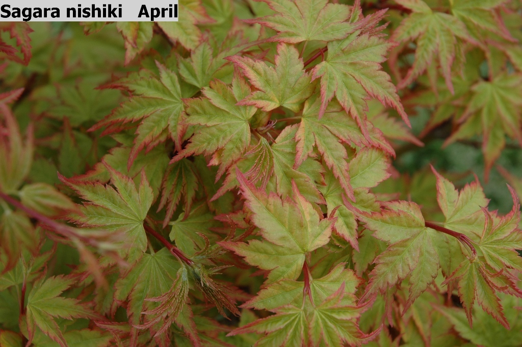 Acer palmatum 'Sagara-nishiki'