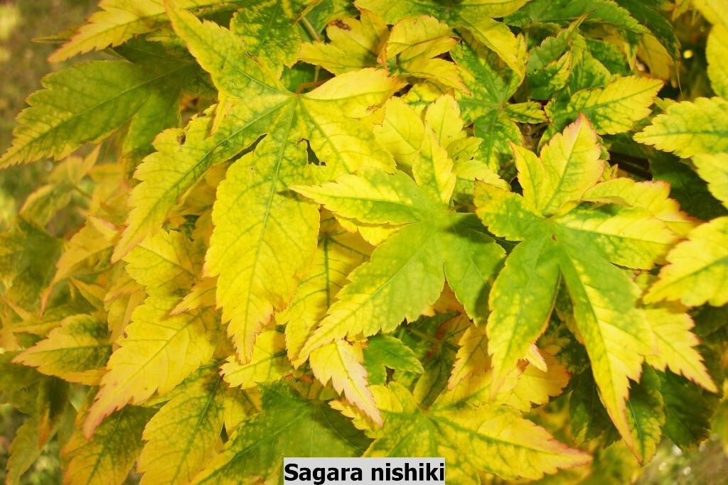 Acer palmatum 'Sagara-nishiki'