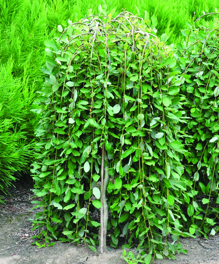 Salix caprea 'Pendula'