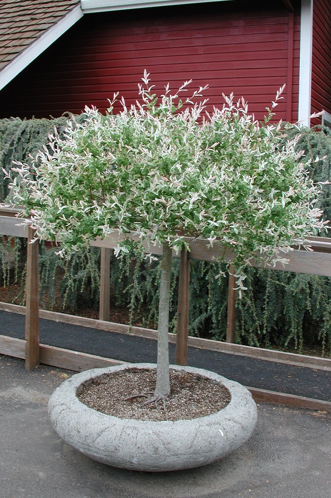 Salix integra 'Hakuro-nishiki'