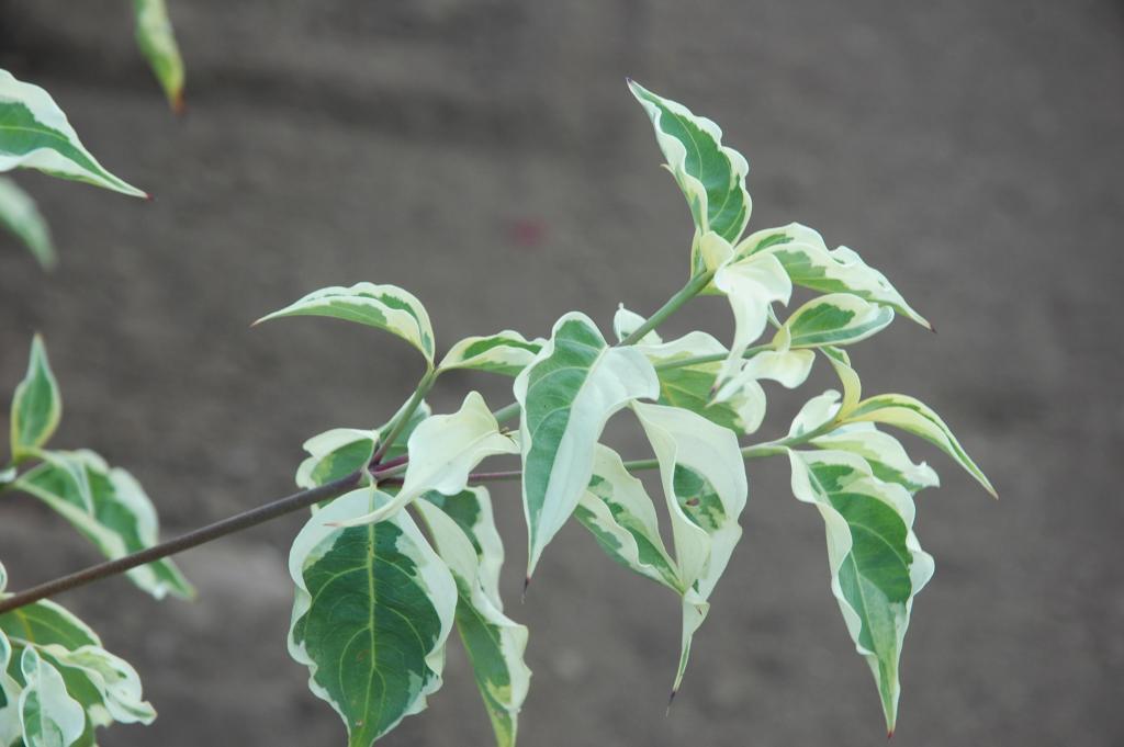 Cornus kousa 'Samzam'
