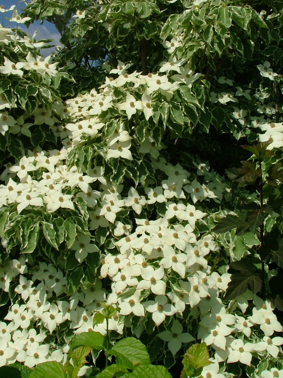 Cornus kousa 'Samzam'