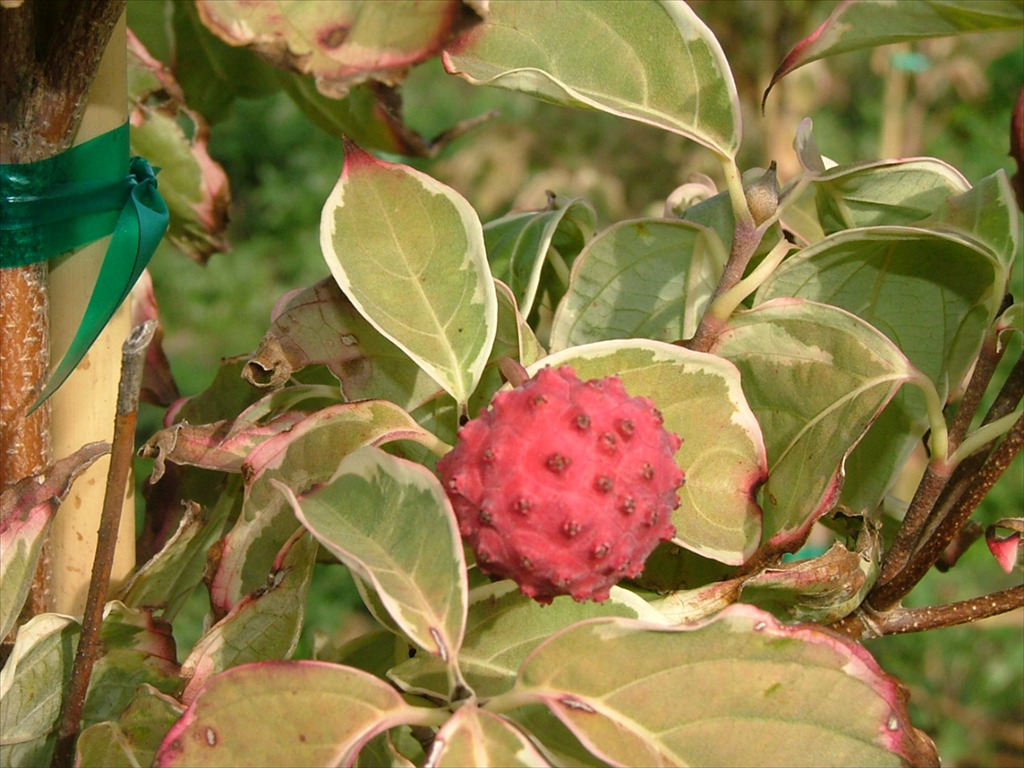 Cornus kousa 'Samzam'