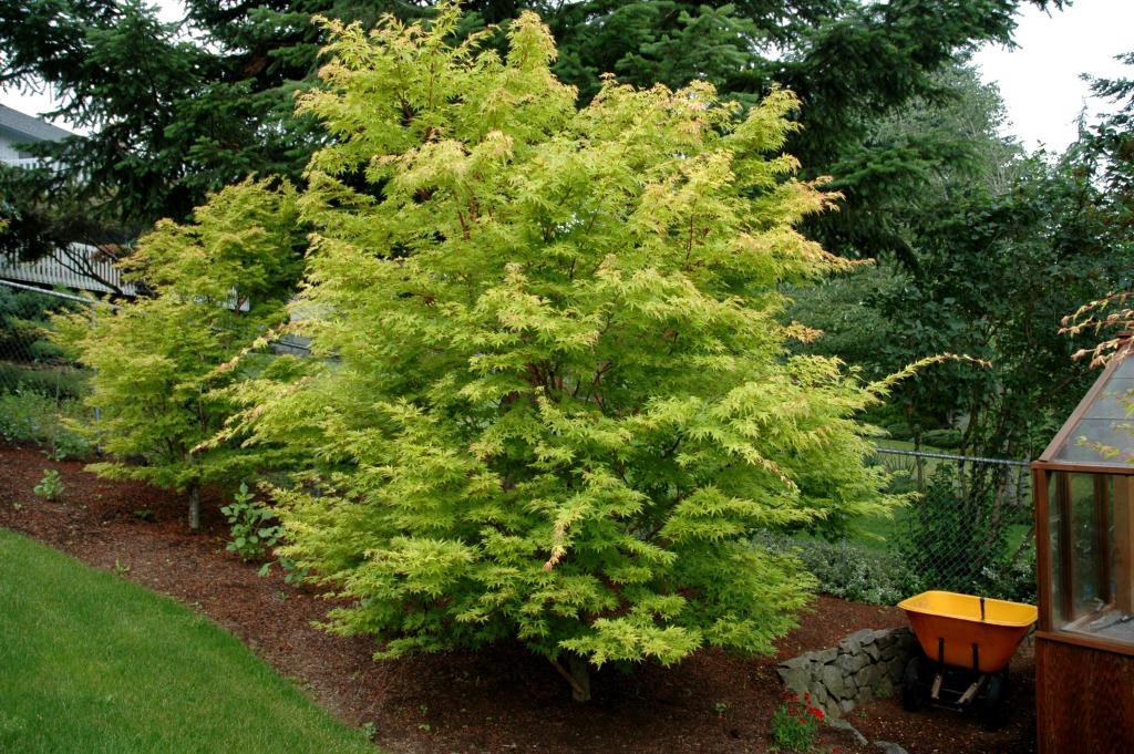 Acer palmatum 'Sango-kaku'