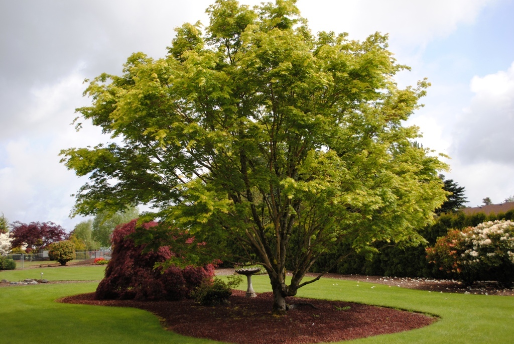 Acer palmatum 'Sango-kaku'