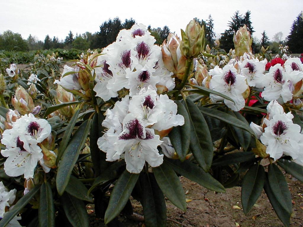 Rhododendron Sappho